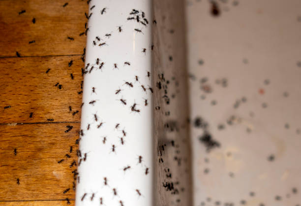 Best Emergency Pest Control  in Oak Creek, WI